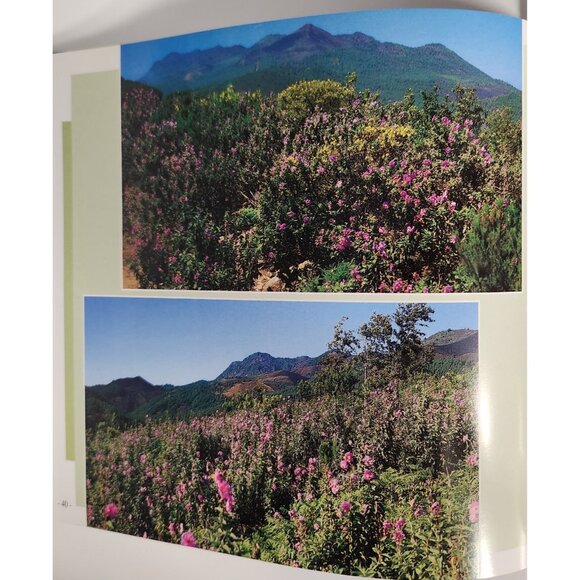 La Palma U Jardin Natural Book Juan José Santos Spain Photographs English Text - Picture 7 of 12